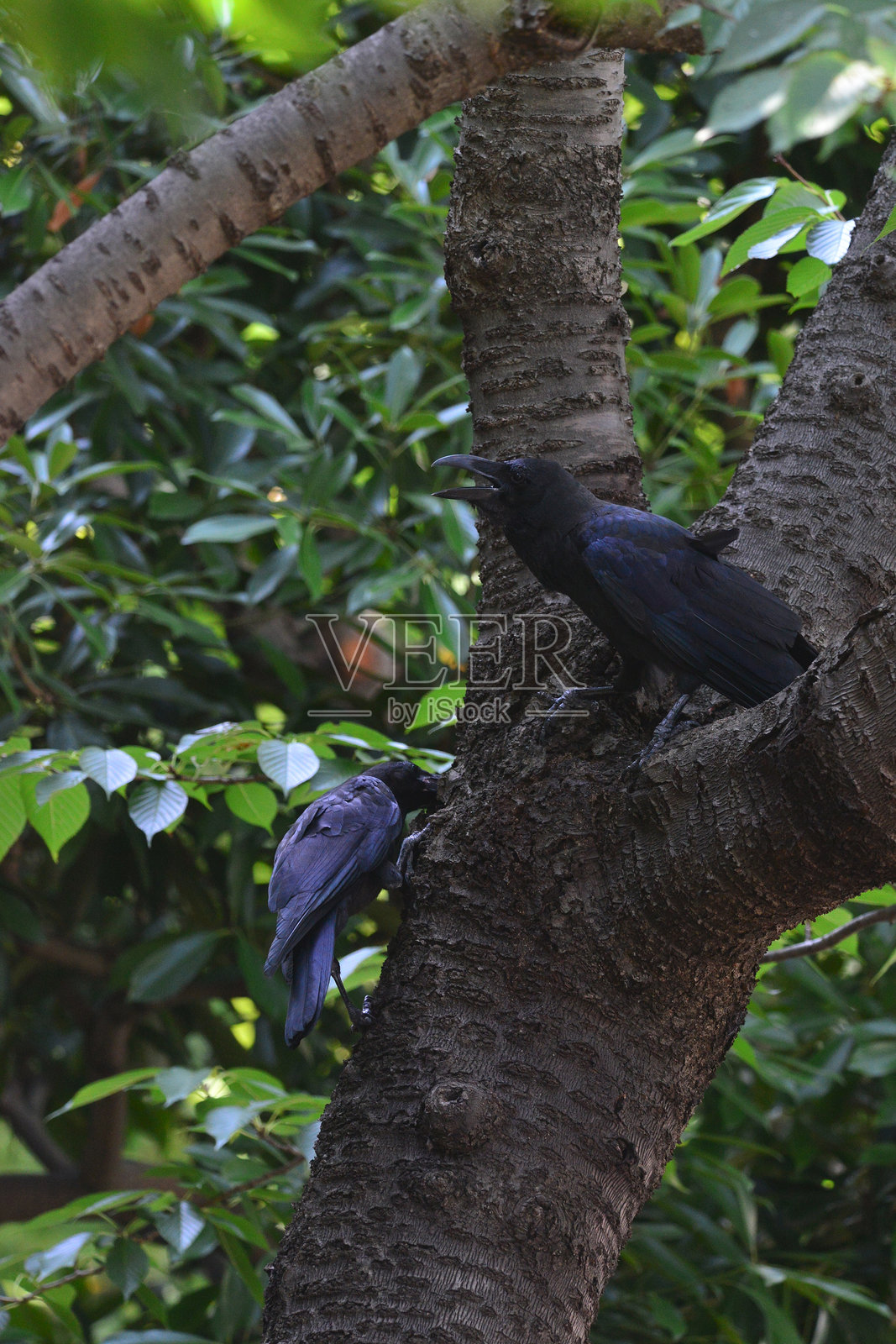 两只鸟的特写镜头照片摄影图片