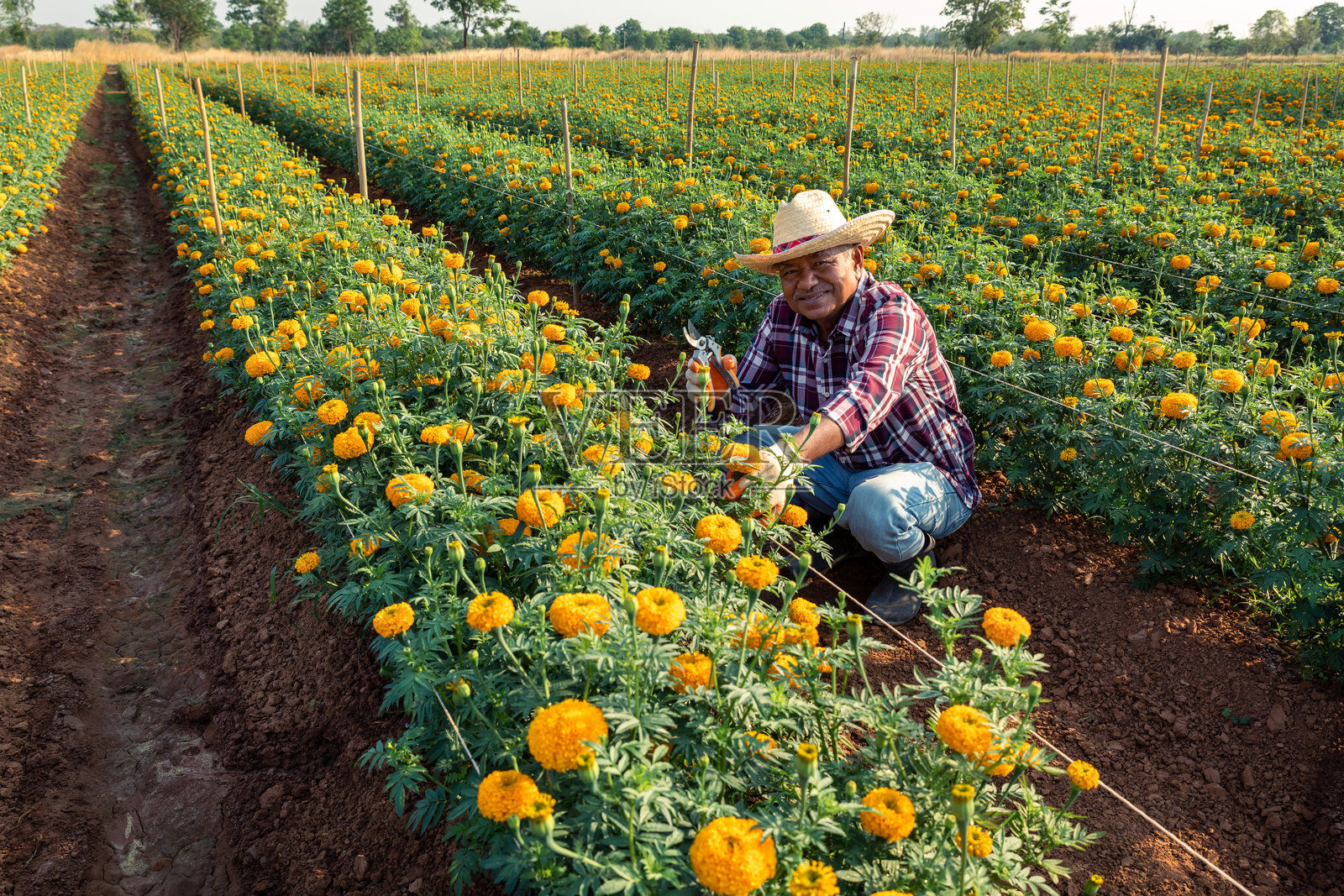 微笑的快乐亚洲老年男性农民手持修剪剪刀，坐在万寿菊田里，面向镜头。照片摄影图片
