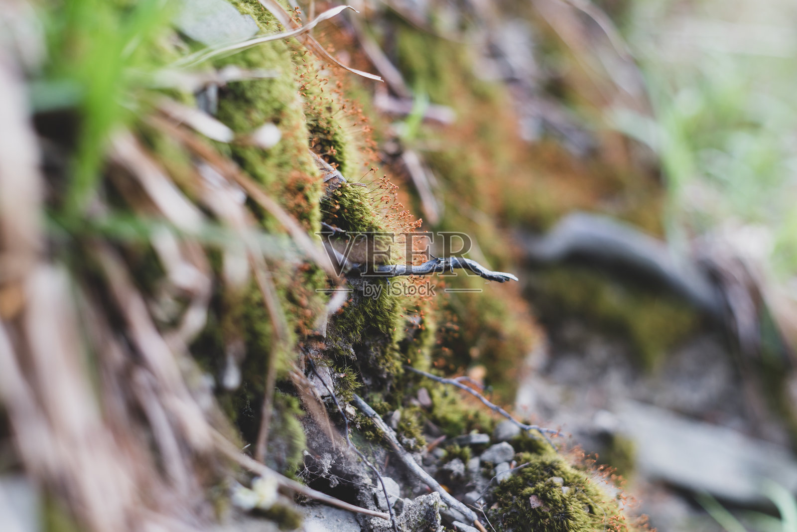 森林中生长的野生苔藓。特写。选择性对焦。复古风格。照片摄影图片