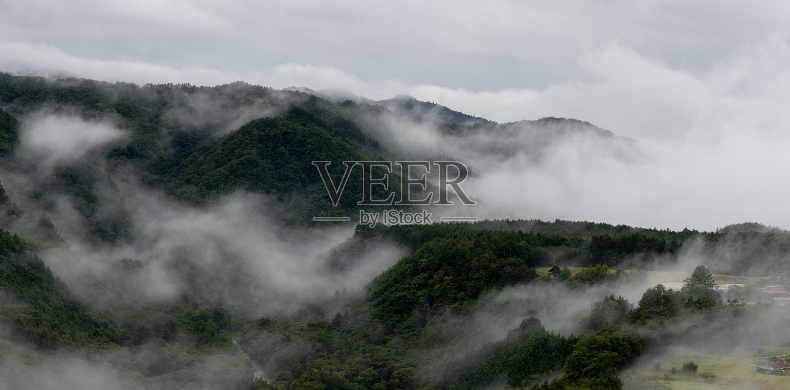 晨雾笼罩的森林照片摄影图片