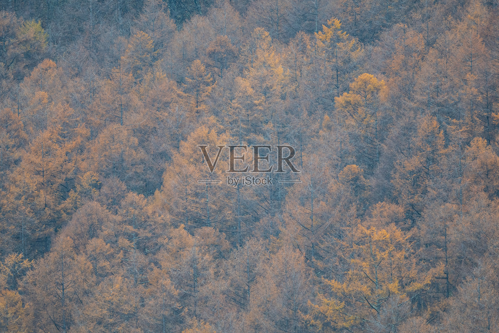 美丽的落叶松秋叶照片摄影图片