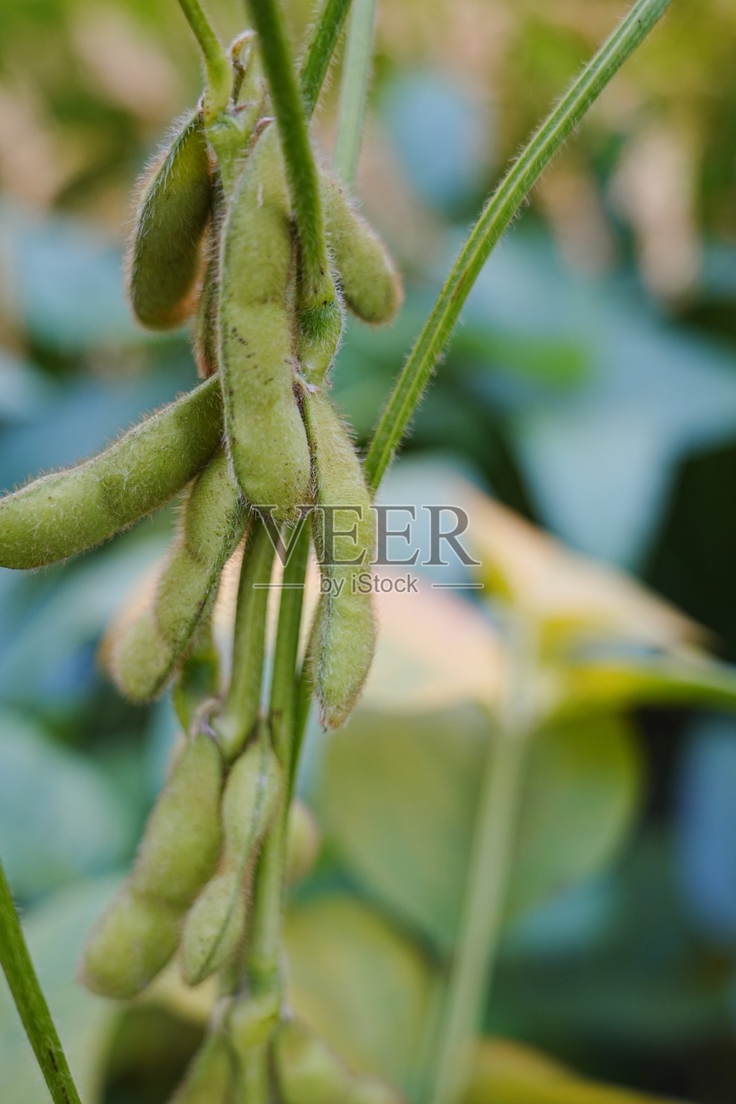 大豆、黄豆和绿豆照片摄影图片