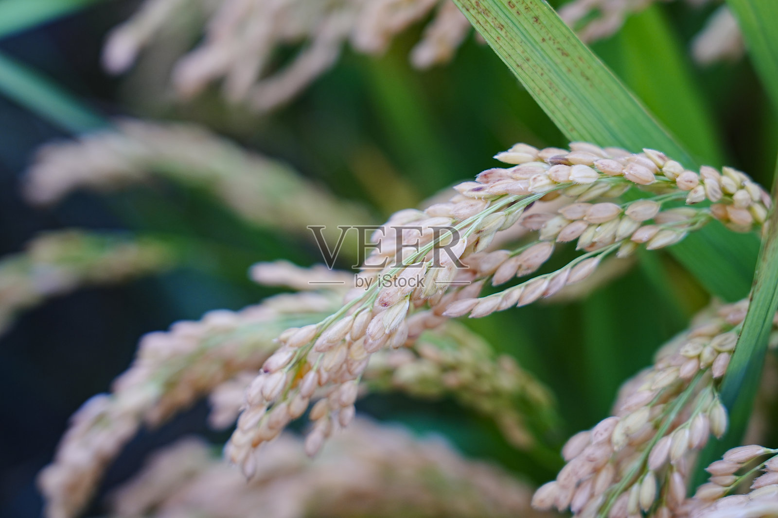 成熟的稻谷在田野中照片摄影图片