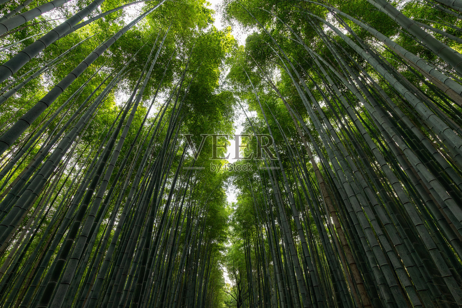 京都嵐山林中的浓密竹冠在天空中形成对称的绿色图案，展现出强烈的垂直线条。照片摄影图片