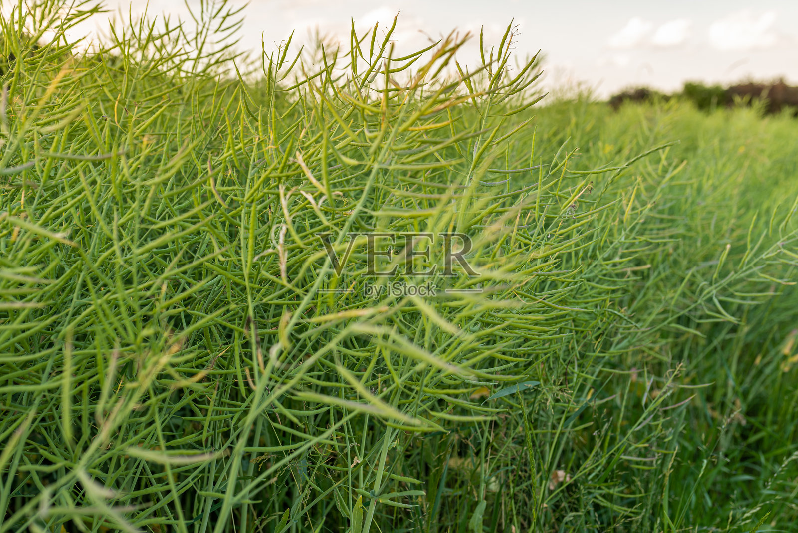 绿色油菜花田。特写。选择性对焦。照片摄影图片