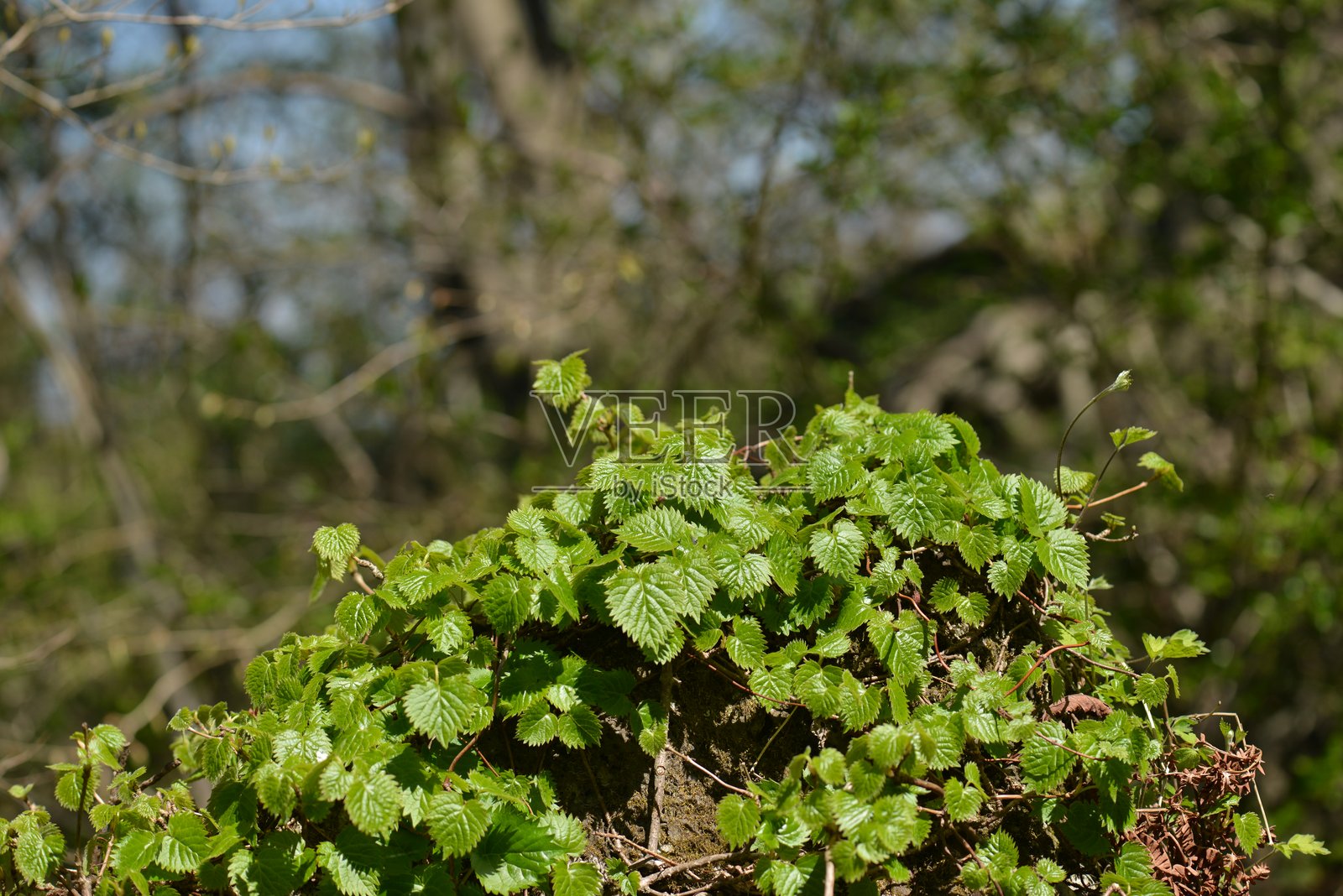 Schizophragma hydrangeoides（巴维苏菊），一种落叶攀缘藤本植物，超过10米，夏季开白色华丽的无性花和微小的有性花。拍摄于韩国。照片摄影图片