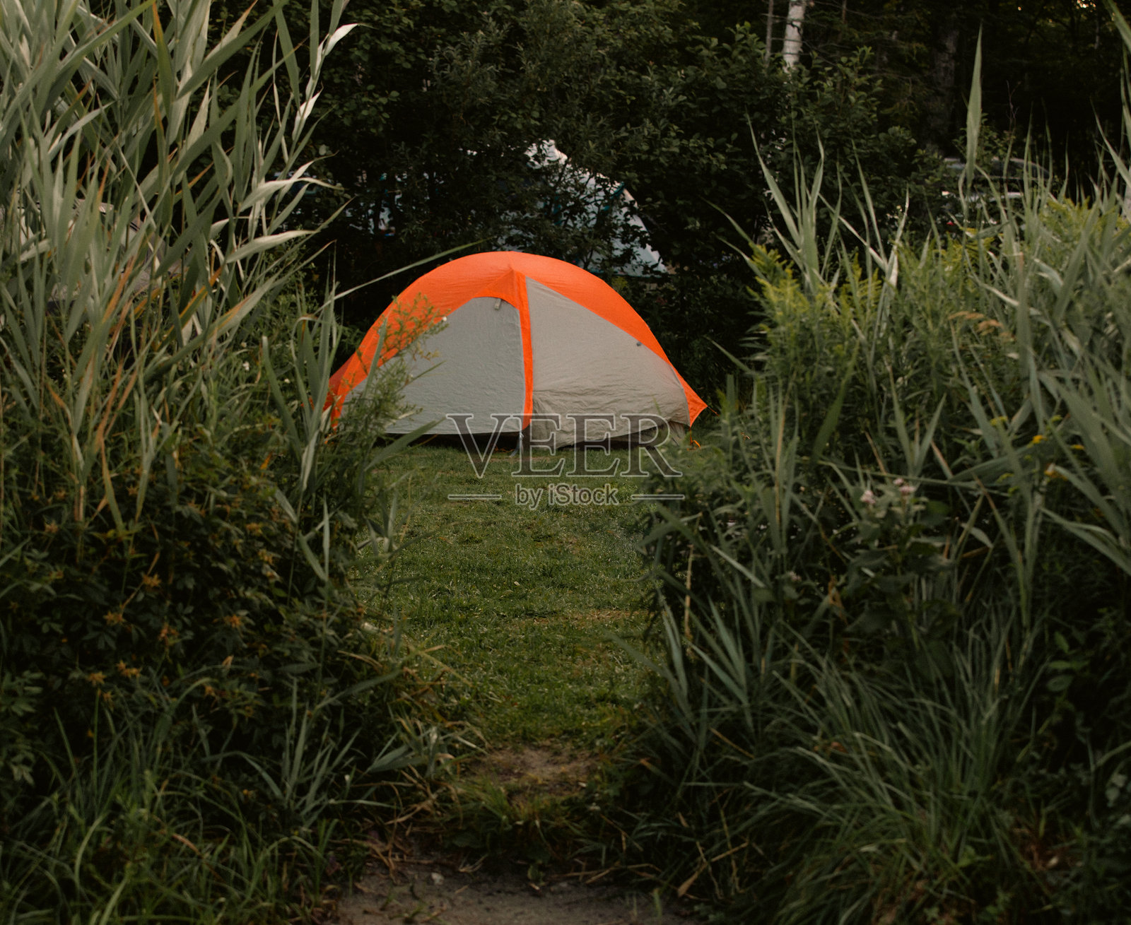 橙白色露营帐篷在郁郁葱葱的花园野外搭建，适合户外探险照片摄影图片