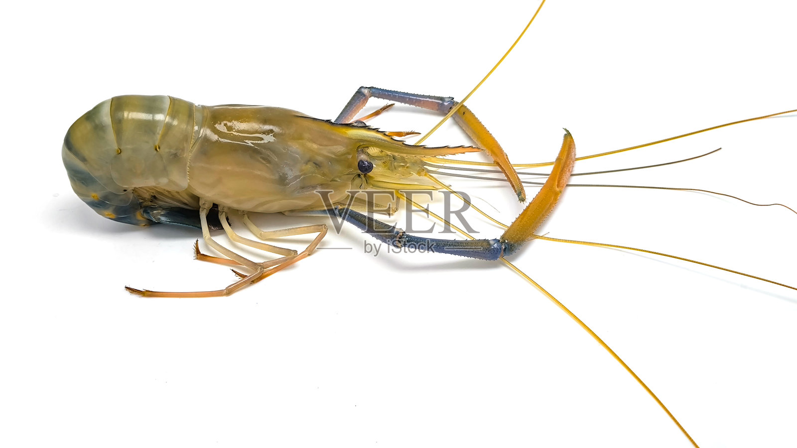 新鲜的河虾，背景为白色。大型淡水虾。用于烹饪的河虾。照片摄影图片