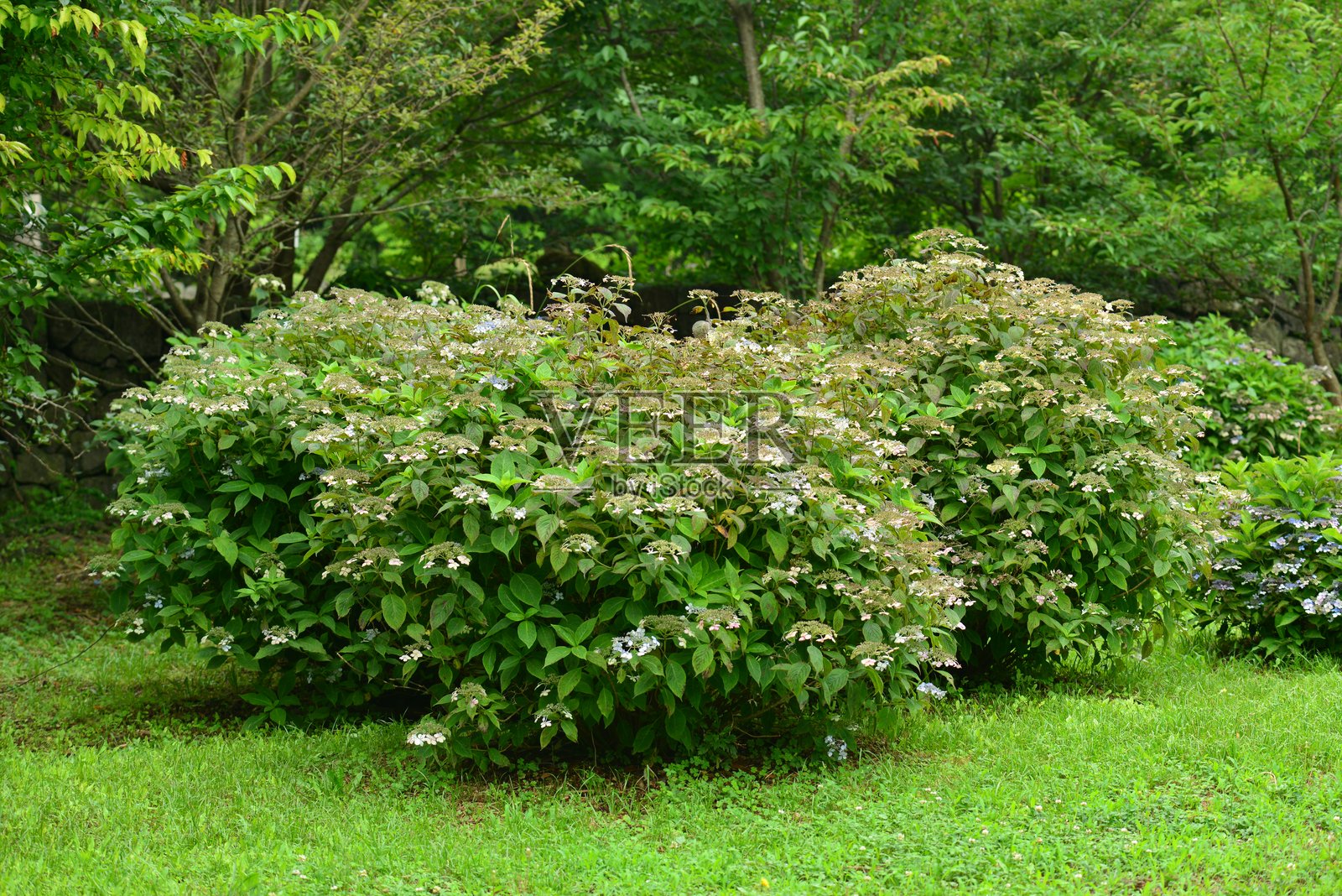 绣球花（Hydrangea serrata for. acuminata），一种约1米高的落叶灌木，具有锯齿状叶子，夏季花簇根据土壤酸度变化颜色。拍摄于韩国。照片摄影图片