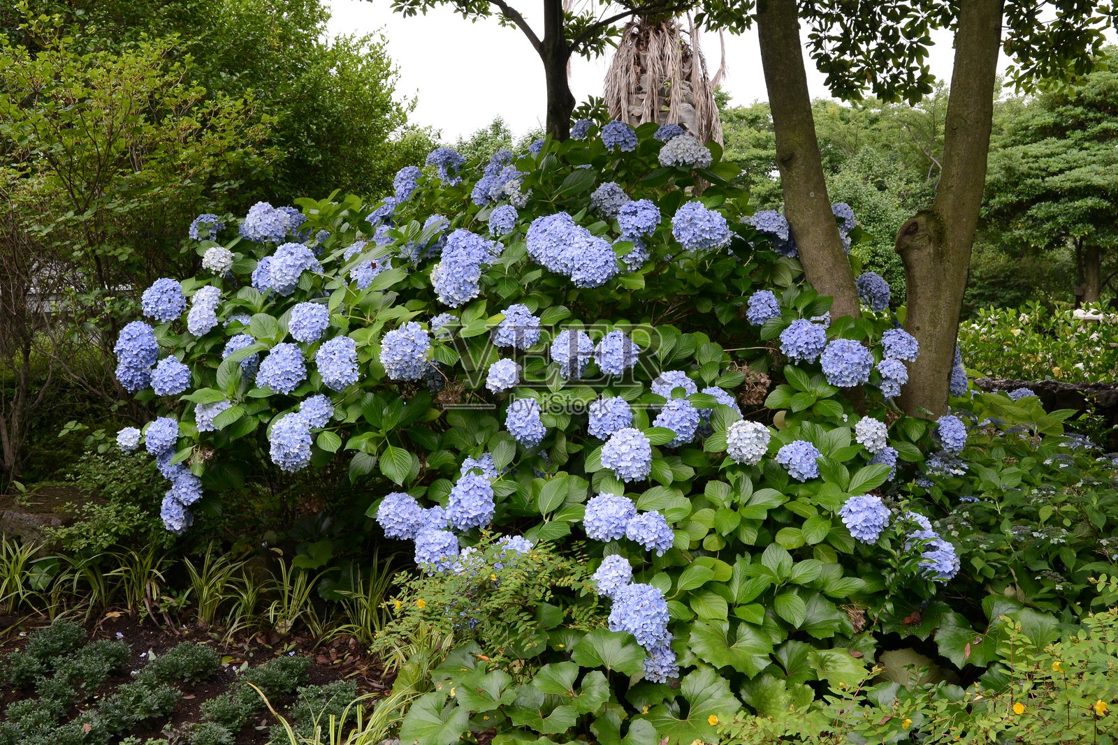 绣球花（Su-guk），落叶灌木，夏季开出大型华丽花朵，花色随土壤酸碱度变化，广泛作为观赏植物栽培。拍摄于韩国。照片摄影图片