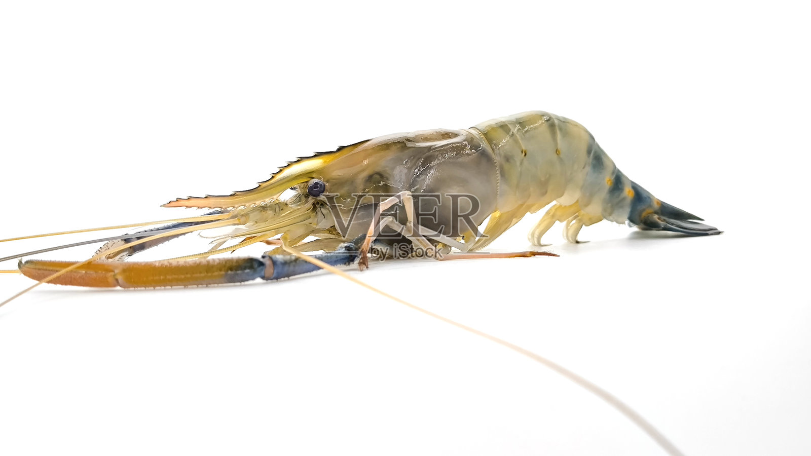 新鲜的河虾，背景为白色。大型淡水虾。用于烹饪的河虾。照片摄影图片