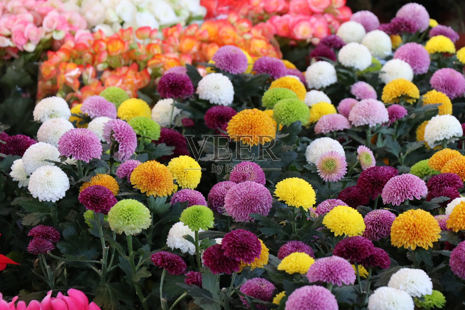 商店里的多彩圆形花朵照片摄影图片