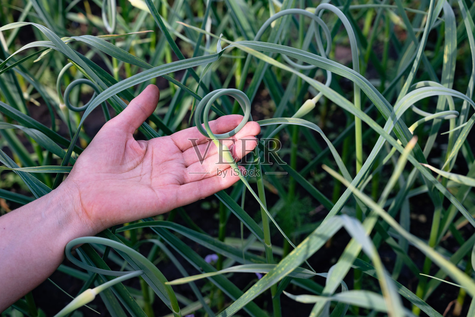 在阳光明媚的下午，手轻轻触摸有机花园中的大蒜苗，展示可持续农业实践。照片摄影图片