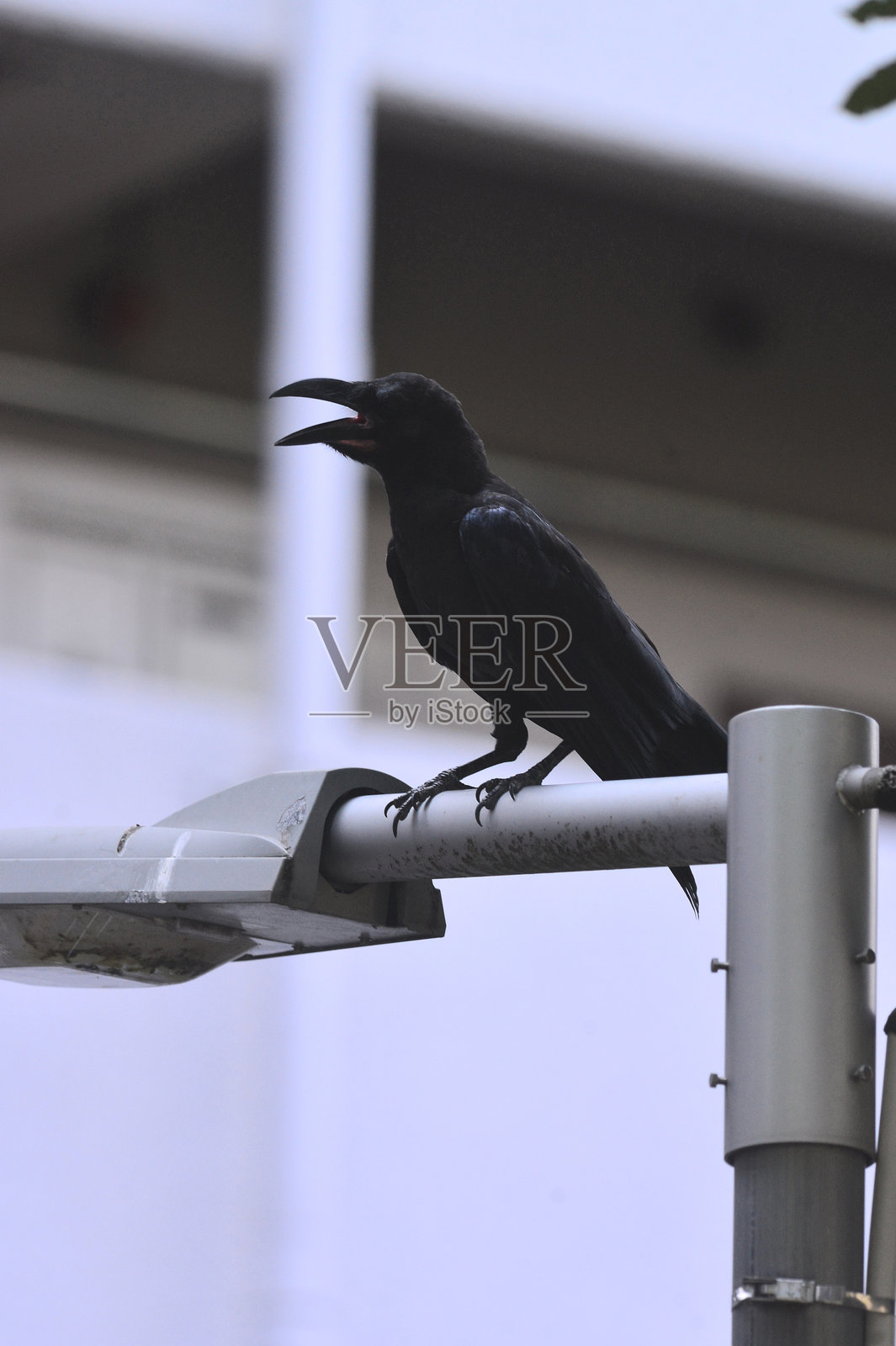 鸟类特写镜头照片摄影图片