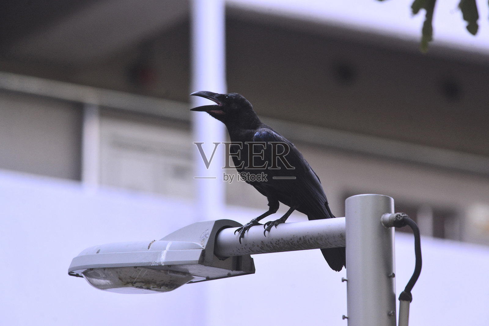 鸟类特写镜头照片摄影图片