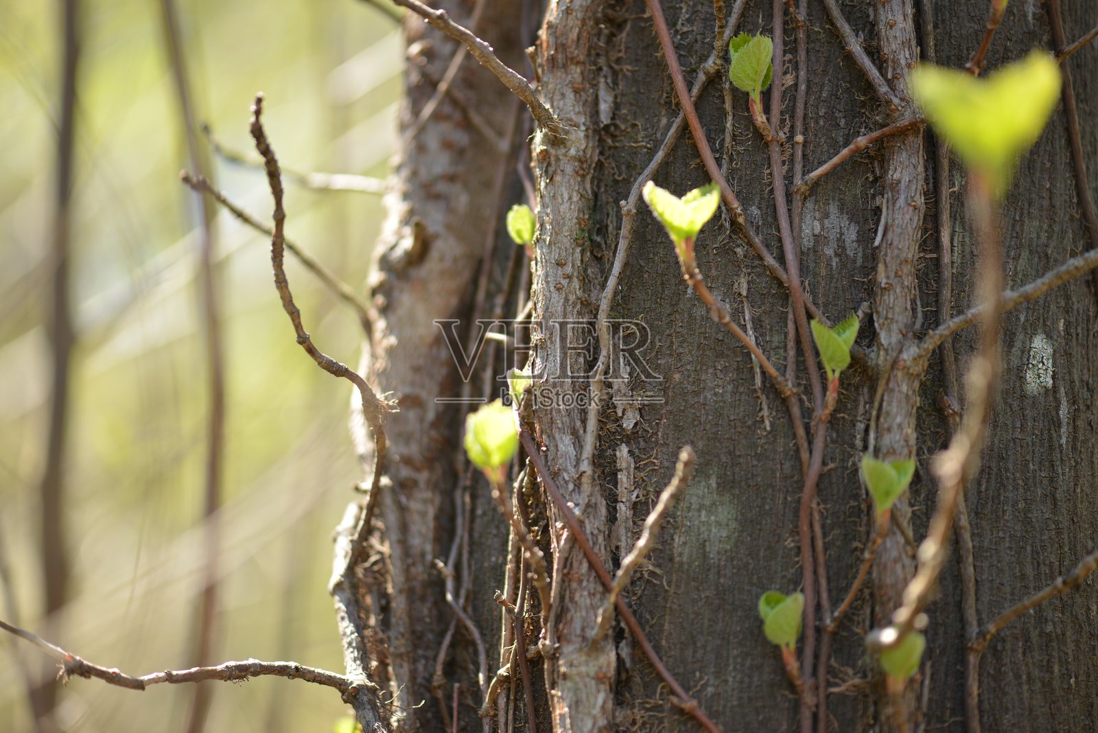Schizophragma hydrangeoides（八位酢菊），一种落叶攀缘藤本植物，生长超过10米，夏季开白色华丽的无性花和微小的有性花。拍摄于韩国。照片摄影图片