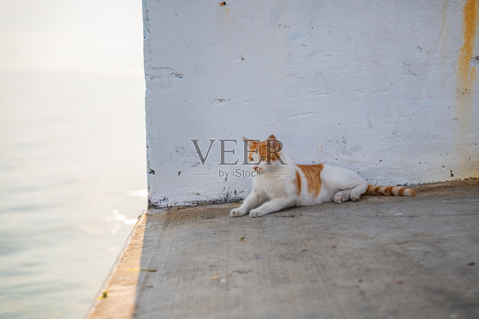 一只姜黄色和白色的猫坐着，凝视着海平线。安静的流浪猫在混凝土码头上，望着平静的海洋。照片摄影图片