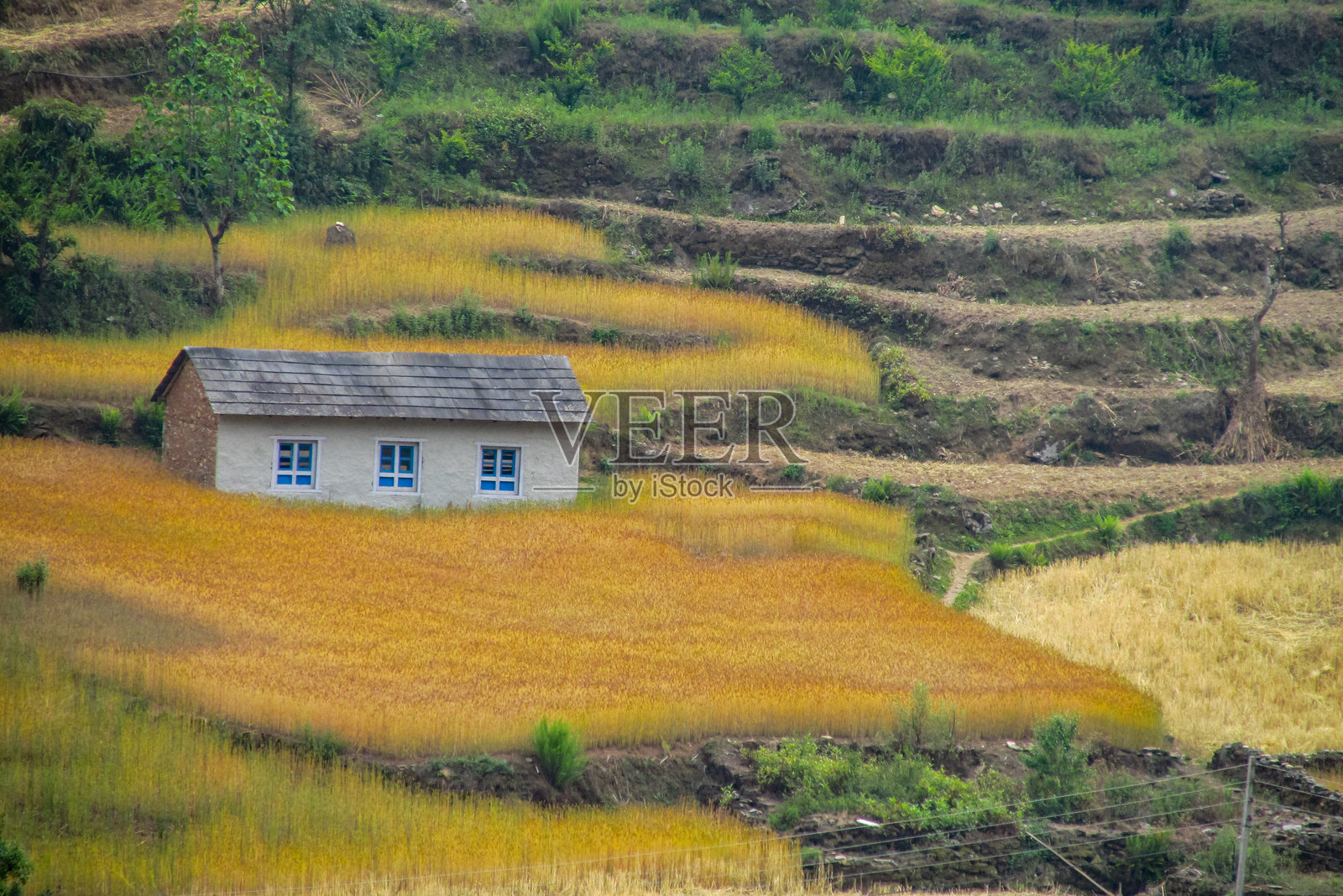尼泊尔的绿色梯田。村庄中有农业山地梯田和小农舍，坐落在尼泊尔的山丘上。照片摄影图片