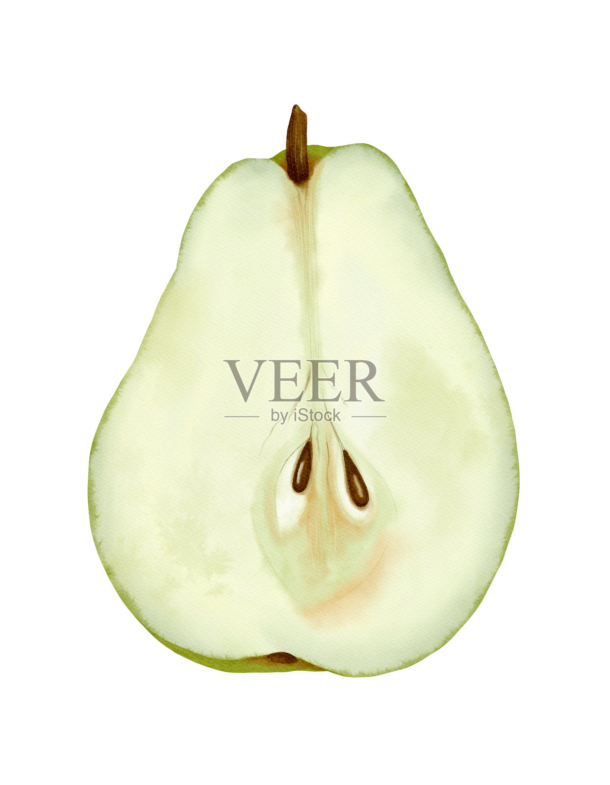 新鲜的梨切半插画图片素材