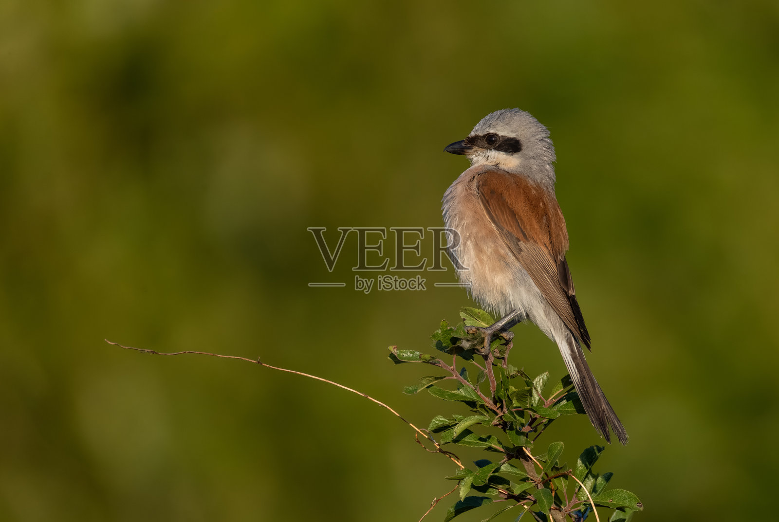 雄性红背伯劳（Lanius collurio）在晨曦中。照片摄影图片