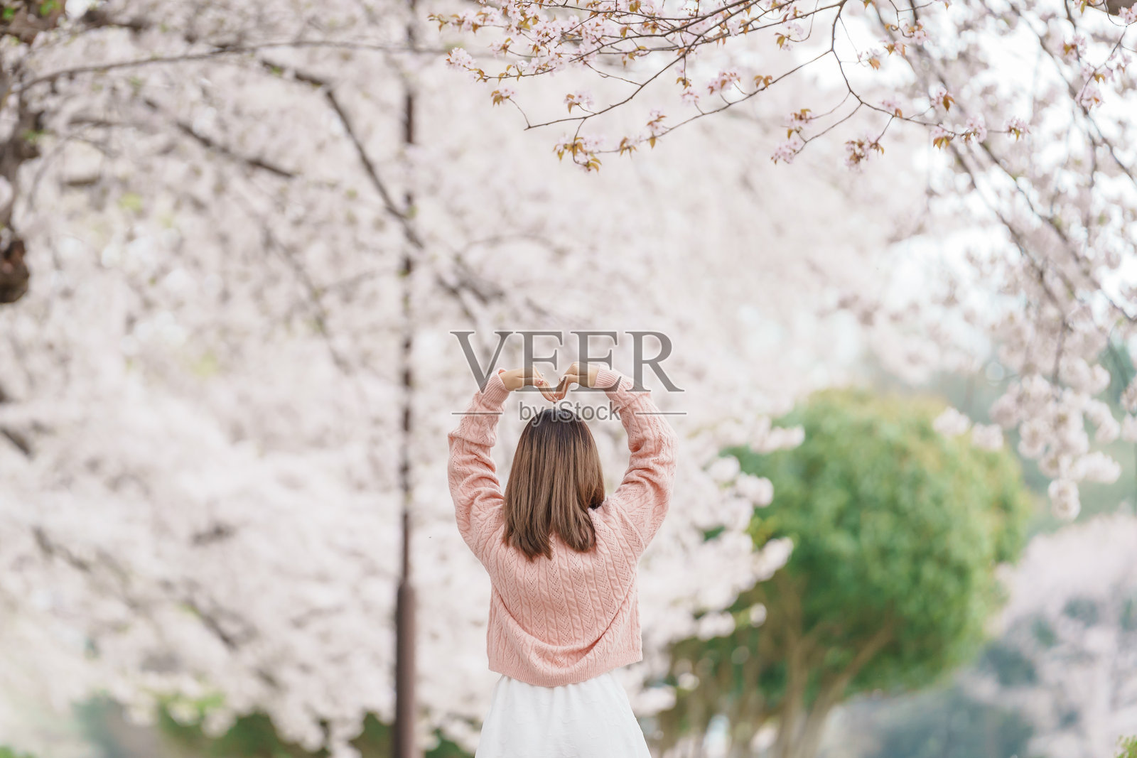 春天，女性游客在山形城遗址的加贺公园观光，樱花盛开，快乐的旅行者在日本东北地区的山形县旅行。著名的旅游和度假地标。照片摄影图片