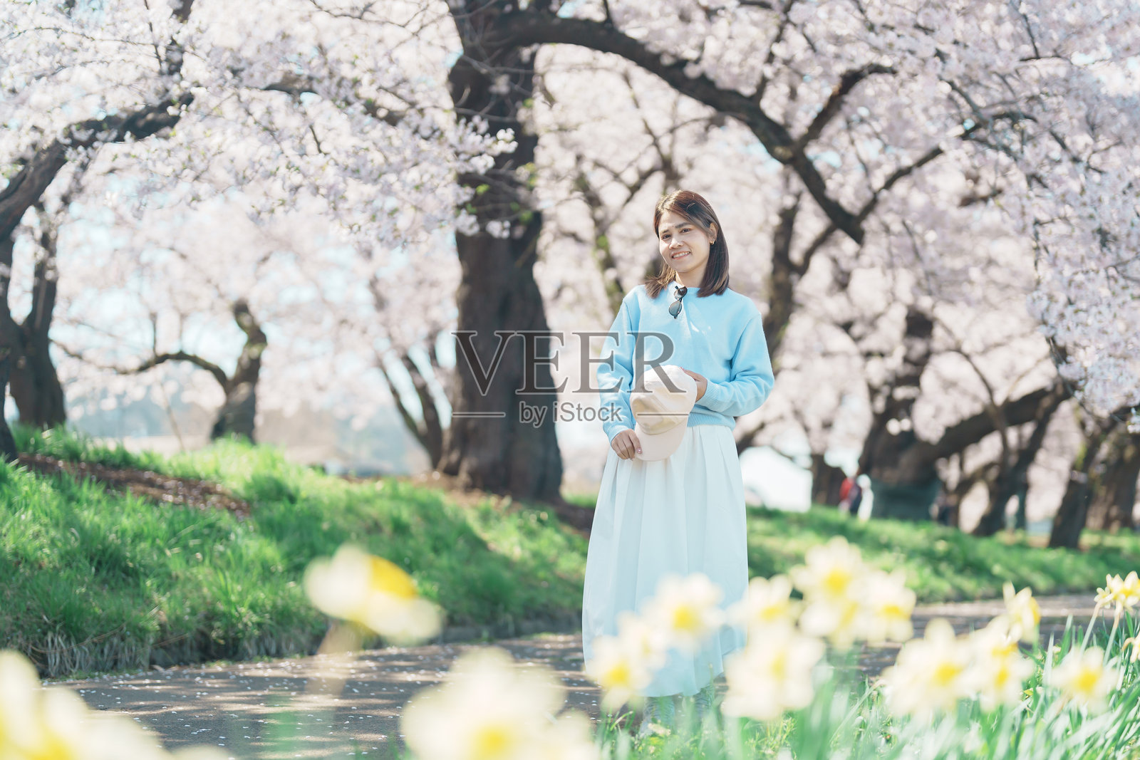 春天，女性游客在北上天祥公园欣赏樱花，旅行者在岩手县的北上节庆中游玩。旅游和度假的地标。照片摄影图片