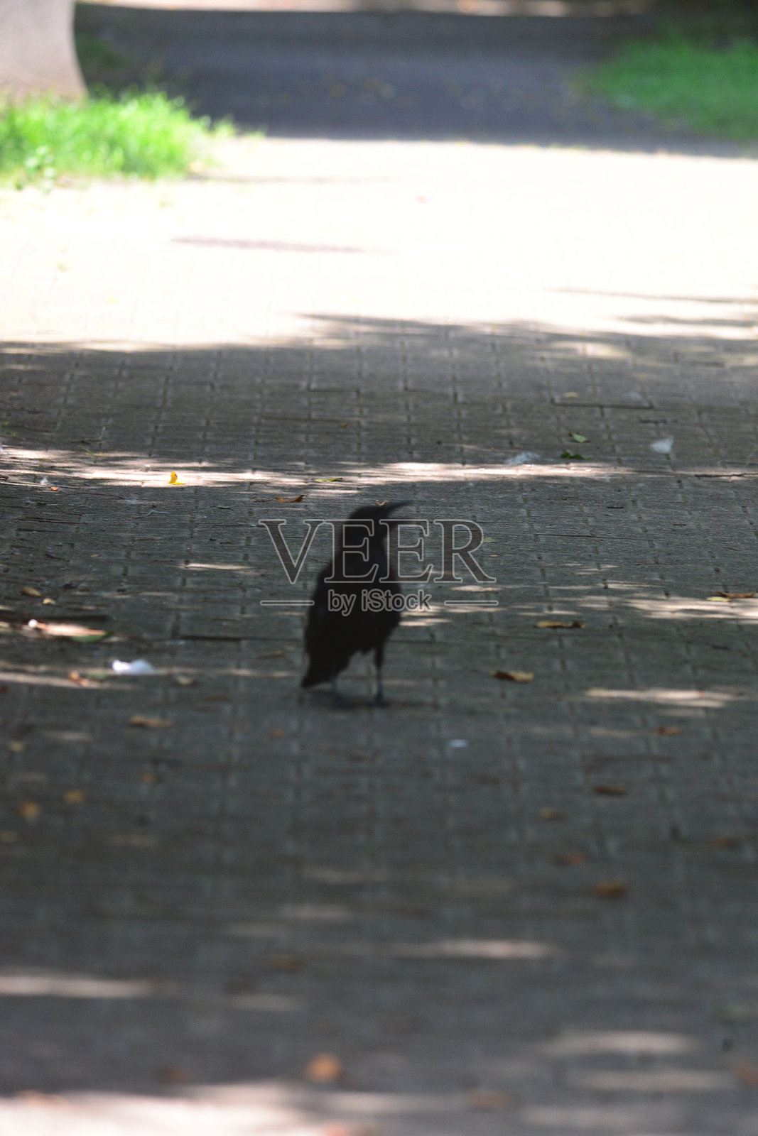 单只鸟的特写镜头照片摄影图片