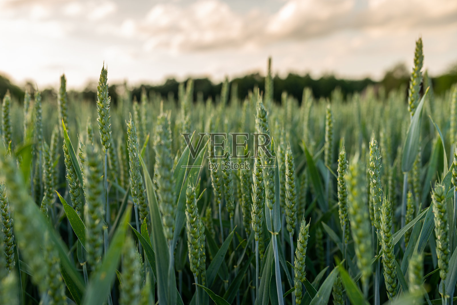 绿色小麦田。特写。选择性对焦。照片摄影图片