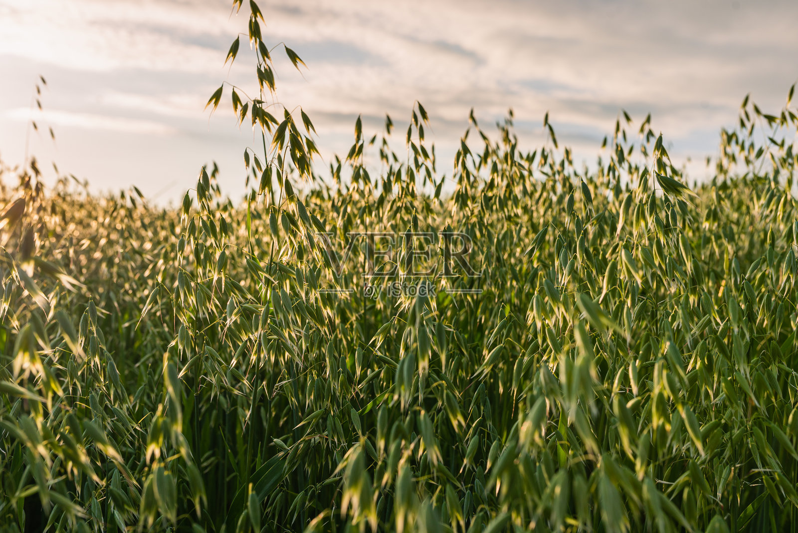 阳光明媚的春天或夏天，年轻的燕麦在田野上生长。照片摄影图片