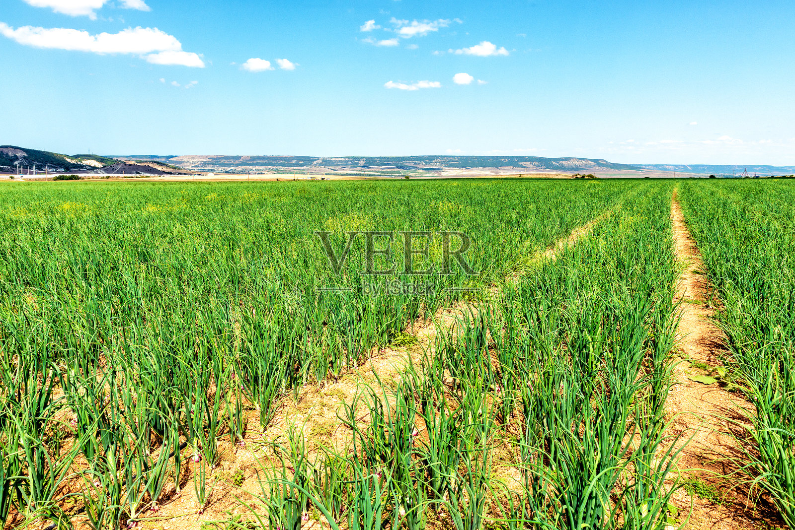 克里米亚著名的雅尔塔洋葱种植园照片摄影图片