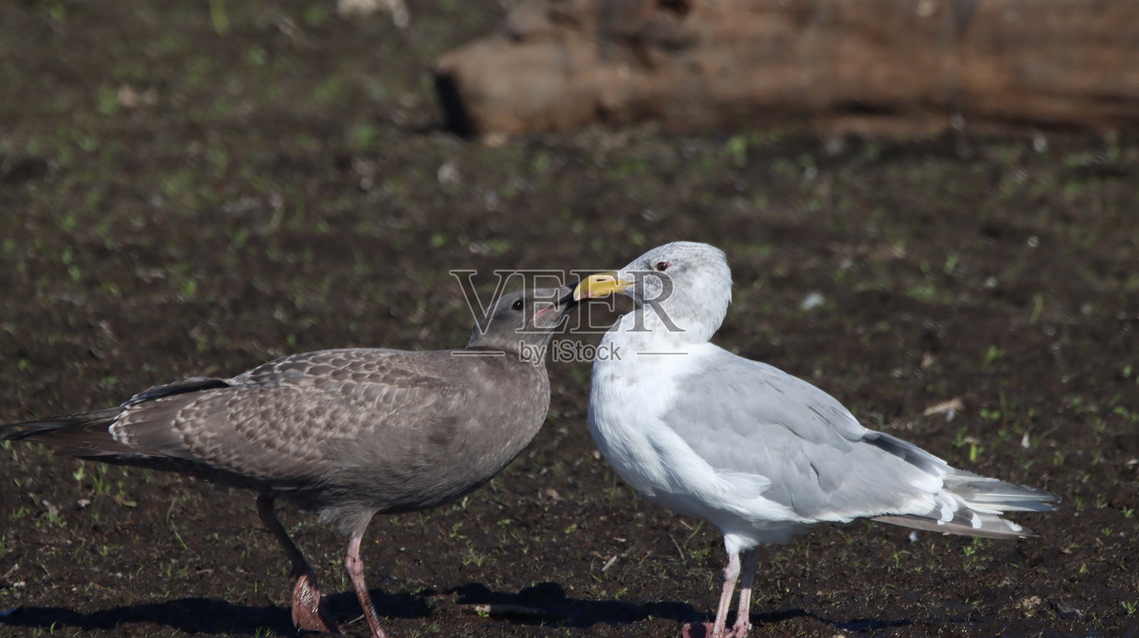 幼鸟海鸥在湖边沙滩上用喙敲击向成年海鸥索要食物照片摄影图片