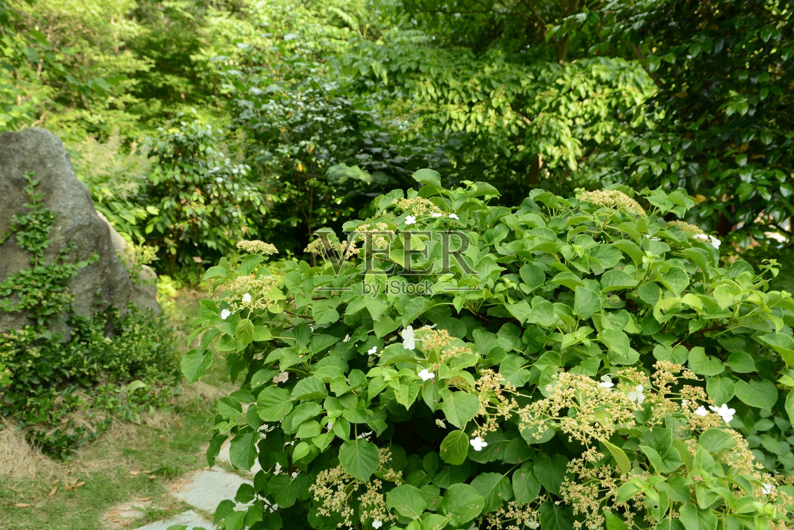 爬山虎（Deung-su-guk），一种具有锯齿状对生叶、气生根和白色夏季花朵的落叶攀缘藤本植物。拍摄于韩国。照片摄影图片