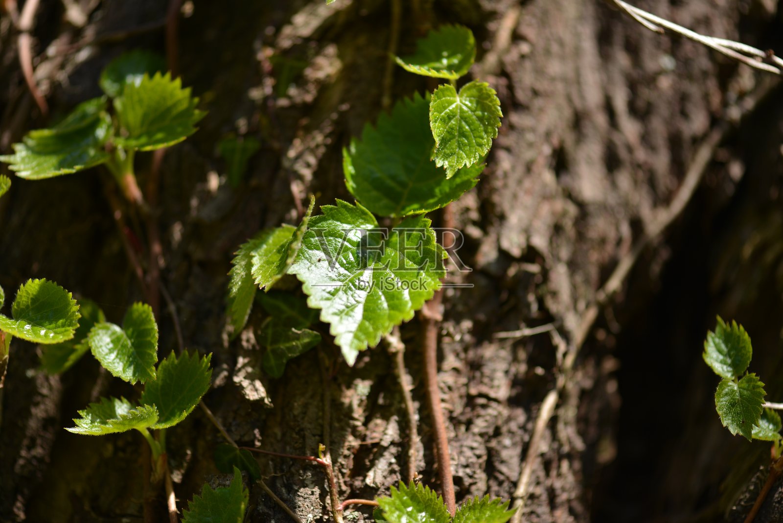 Schizophragma hydrangeoides（八位酢菊），一种落叶攀缘藤本植物，生长超过10米，夏季开白色华丽的无性花和微小的有性花。拍摄于韩国。照片摄影图片