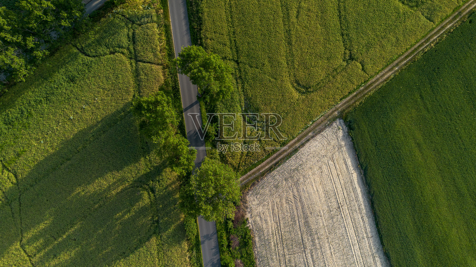 小麦、玉米和油菜田。农业田地。年轻的绿色小麦在生长。俯视图照片摄影图片