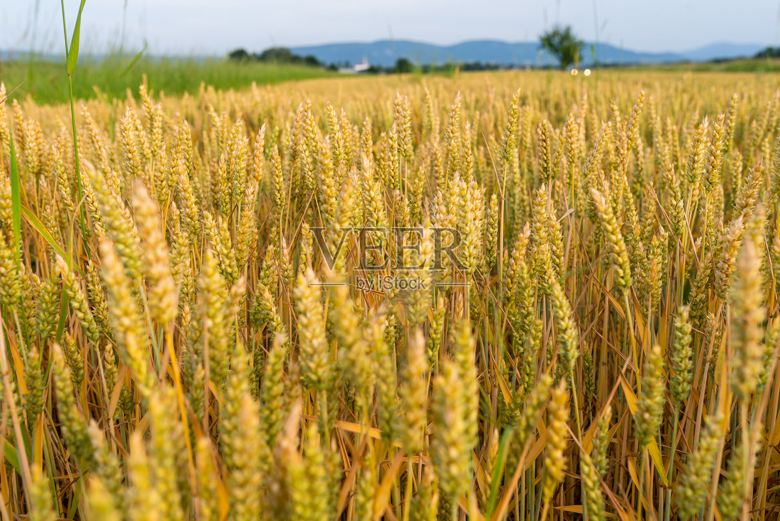 田野上生长着小麦。乡村风景。照片摄影图片