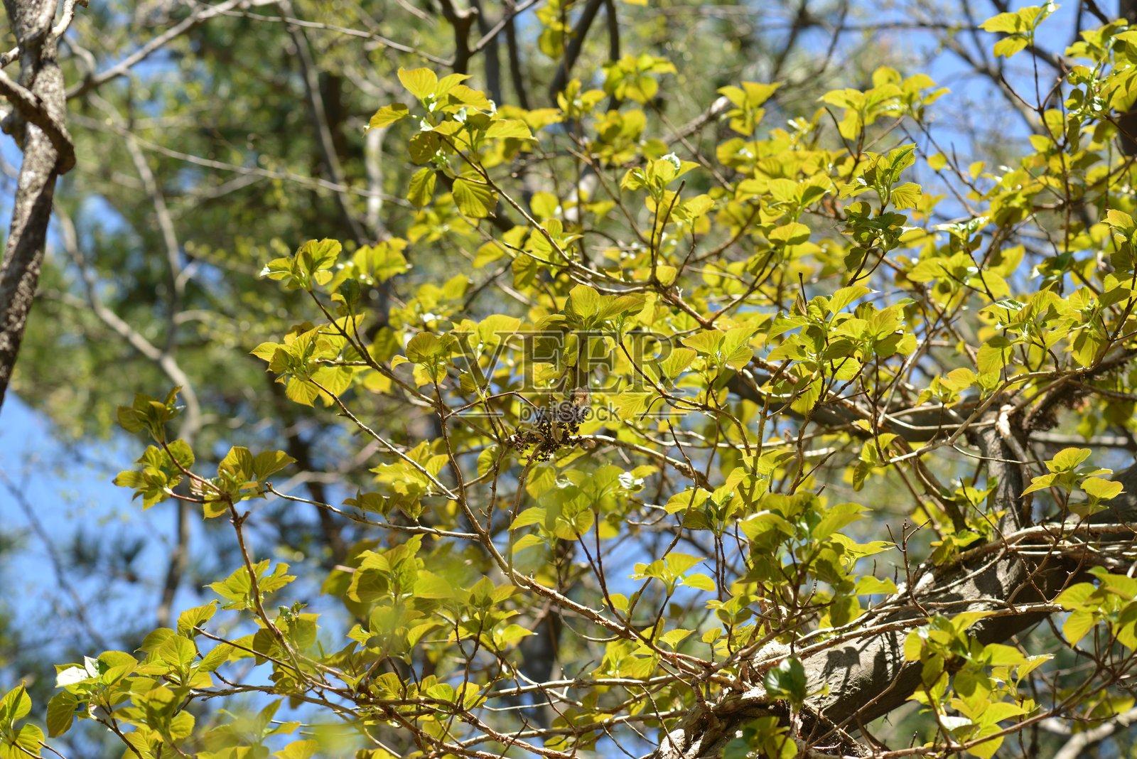 爬山虎（Deung-su-guk），一种具有锯齿状对生叶、气生根和白色夏季花朵的落叶攀缘藤本植物。拍摄于韩国。照片摄影图片