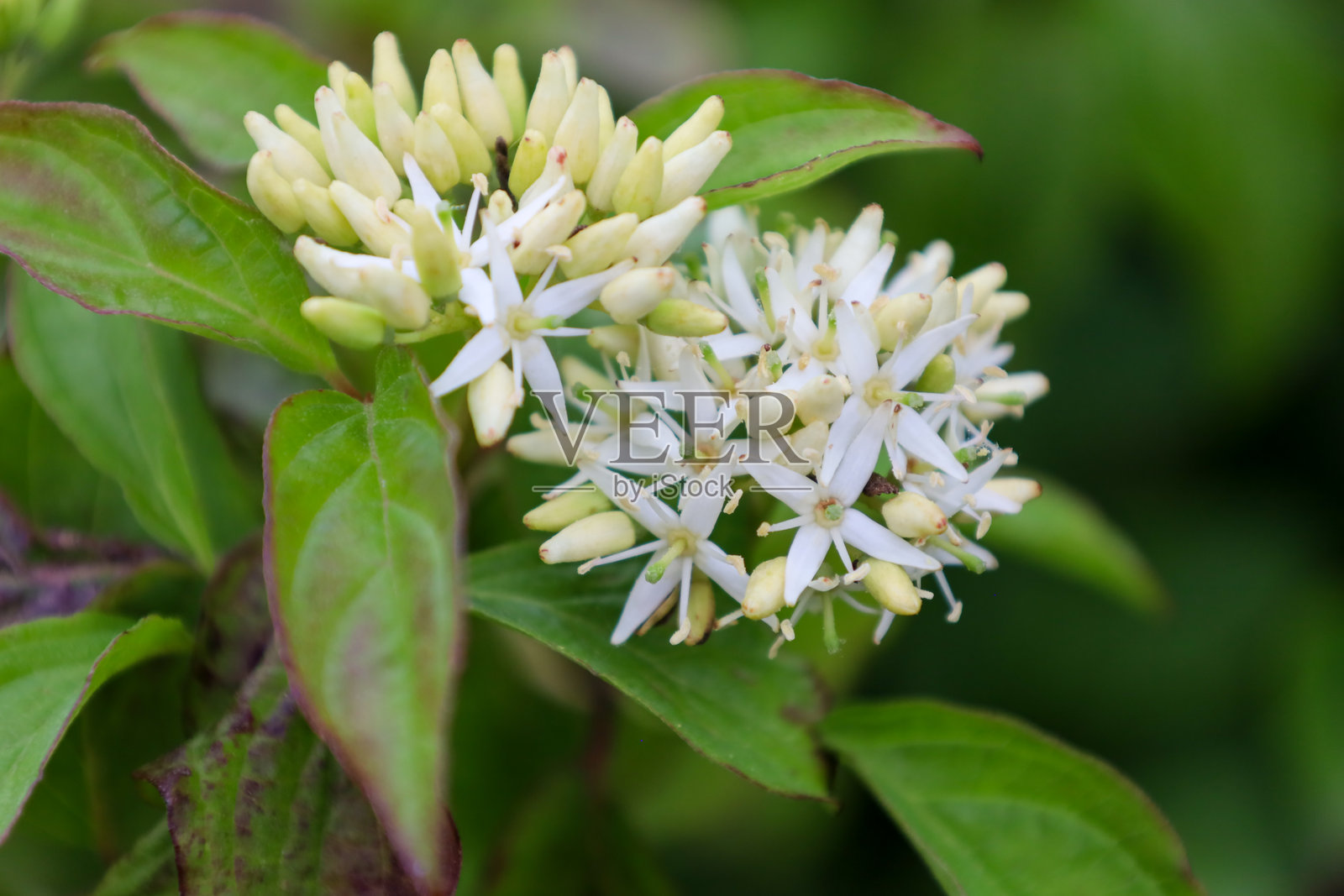 细腻的白奶油色花序，由许多小花组成。它们被带有红色边缘的新鲜叶子环绕，与模糊的绿色背景形成温和的对比。照片摄影图片