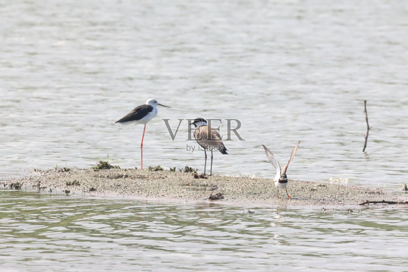 黑翅长脚鹬，黑翅长脚鹬照片摄影图片