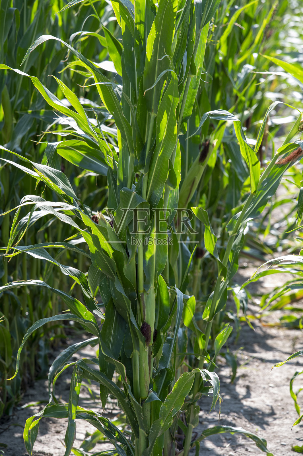 成熟的玉米（Zea mays）田地，准备收割。秋季的玉米农田。照片摄影图片