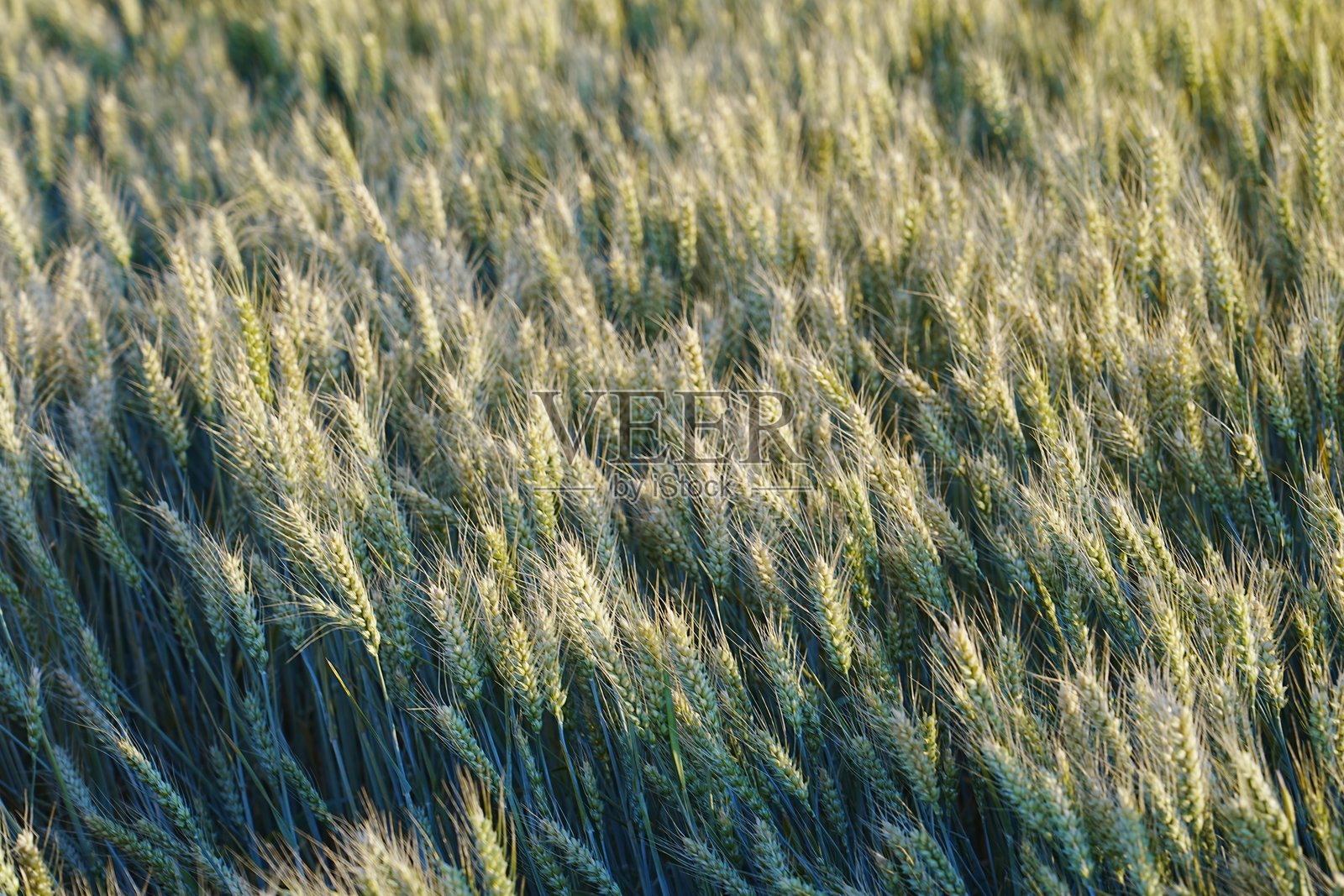 田野里的绿色小麦照片摄影图片