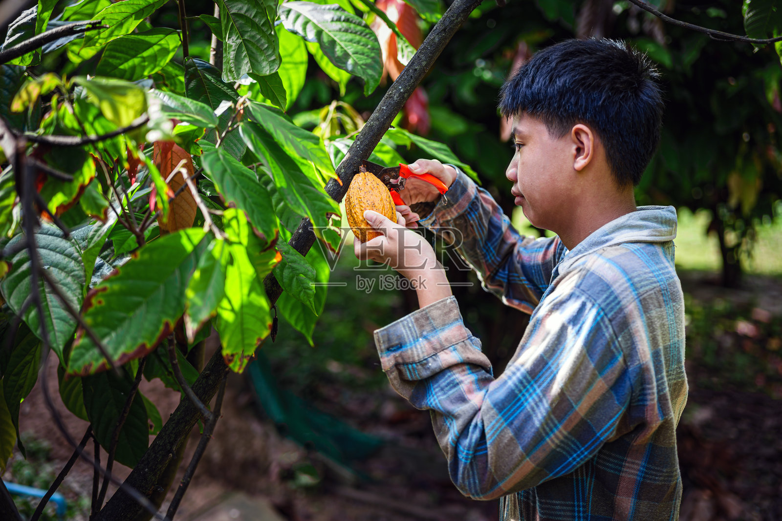 一位年轻的可可农民正在可可种植园中采摘成熟的黄色可可豆荚。照片摄影图片