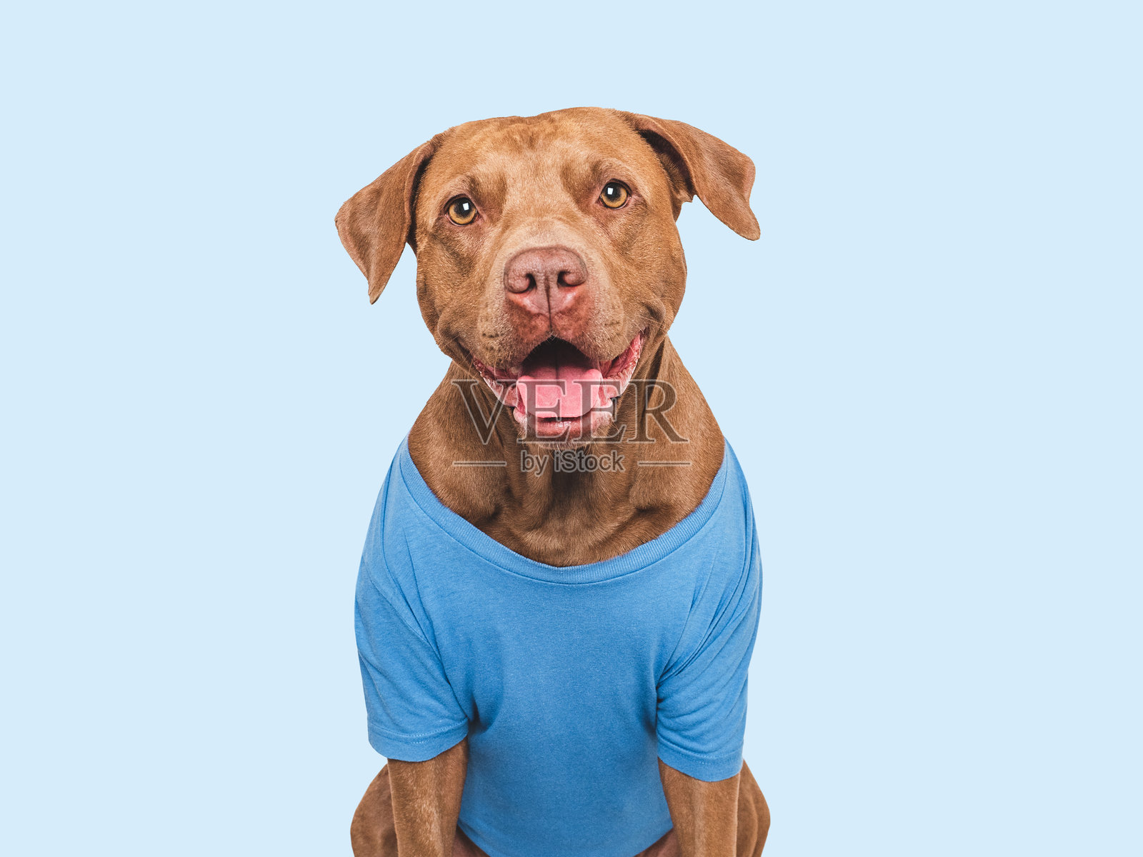 时尚的狗和蓝色T恤。狗狗微笑。照片摄影图片