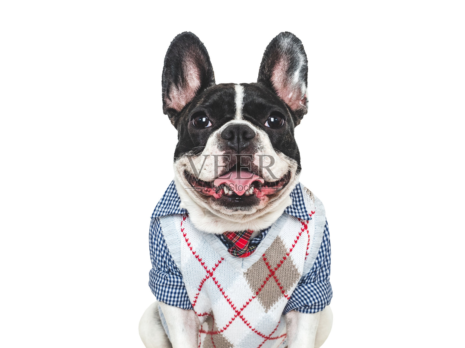 时尚的狗，编织背心，蓝色衬衫和红色领带照片摄影图片