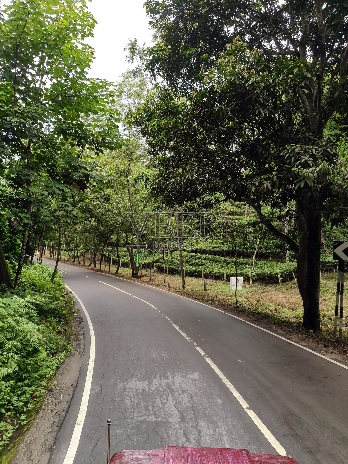 孟加拉国锡尔赫特的斯里曼甘尔茶谷。照片摄影图片
