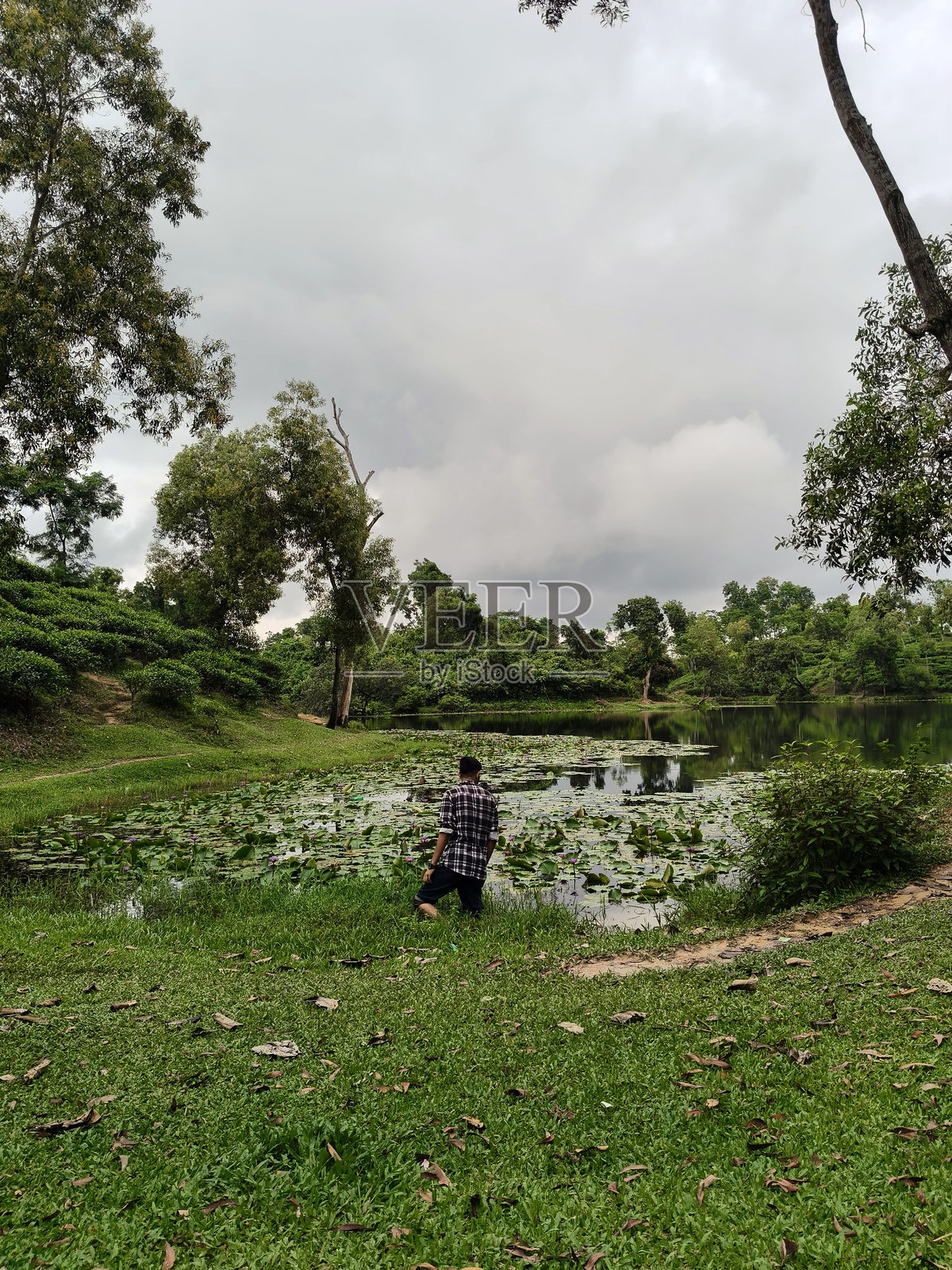 孟加拉国锡尔赫特的斯里曼甘尔茶谷。照片摄影图片