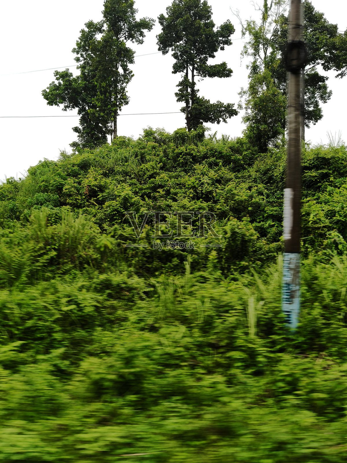 孟加拉国锡尔赫特的斯里曼甘尔茶谷。照片摄影图片