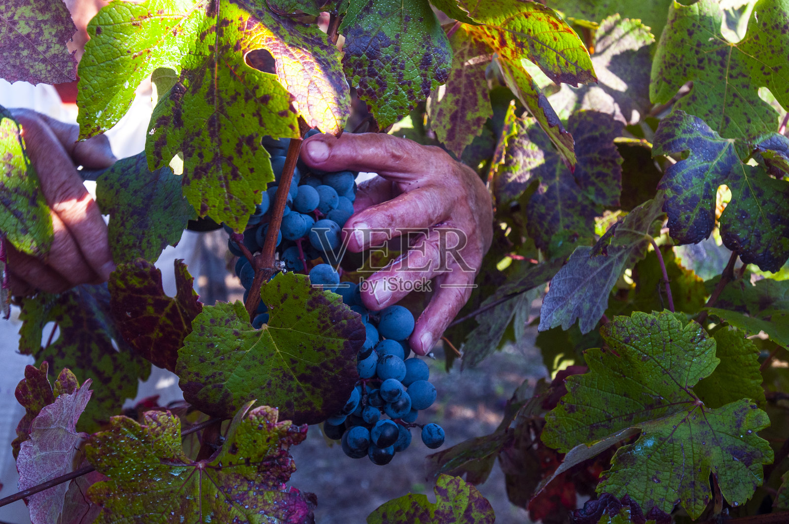 葡萄牙葡萄酒照片摄影图片