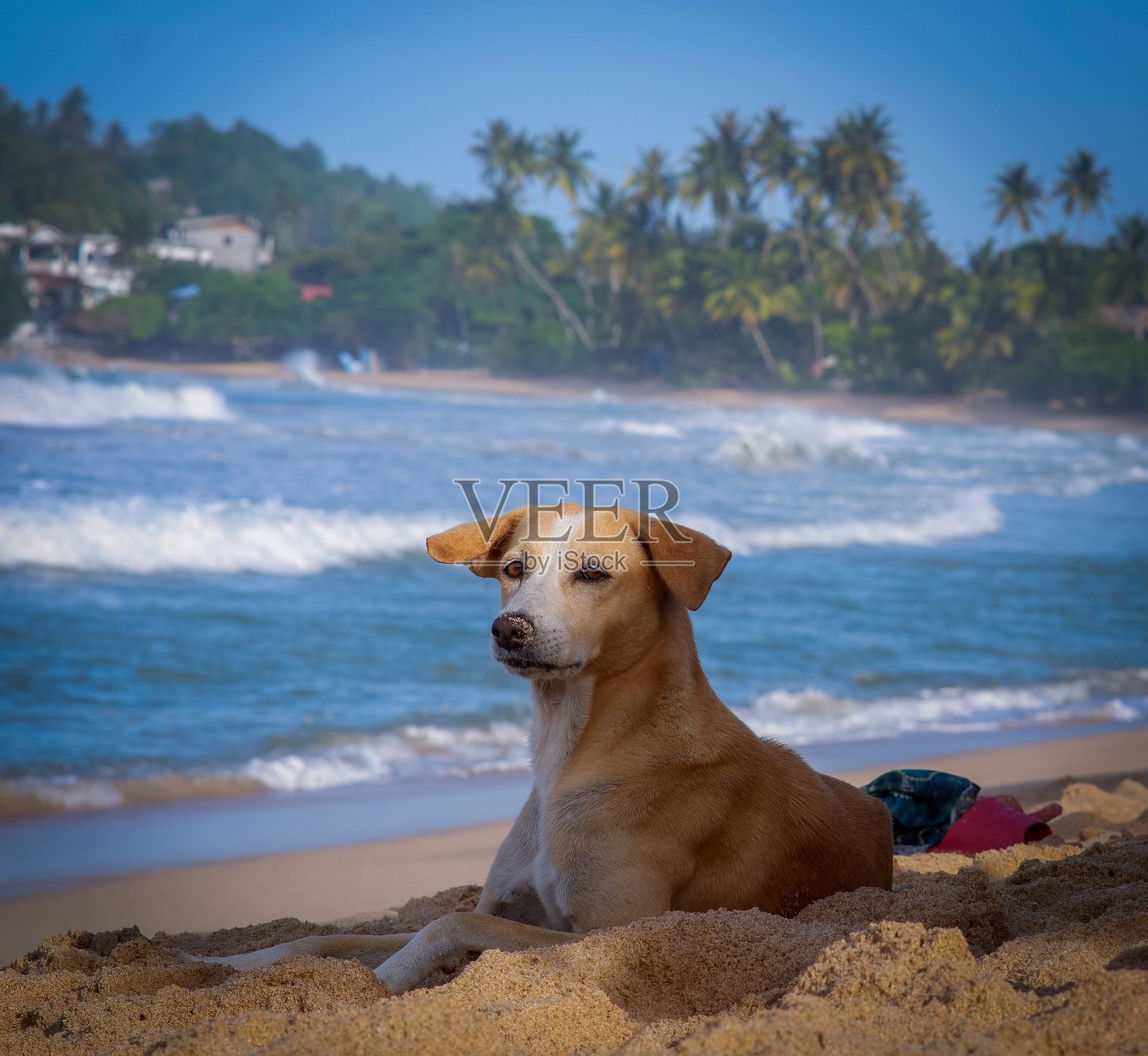 斯里兰卡米里莎海滩旁的棕色狗。照片摄影图片