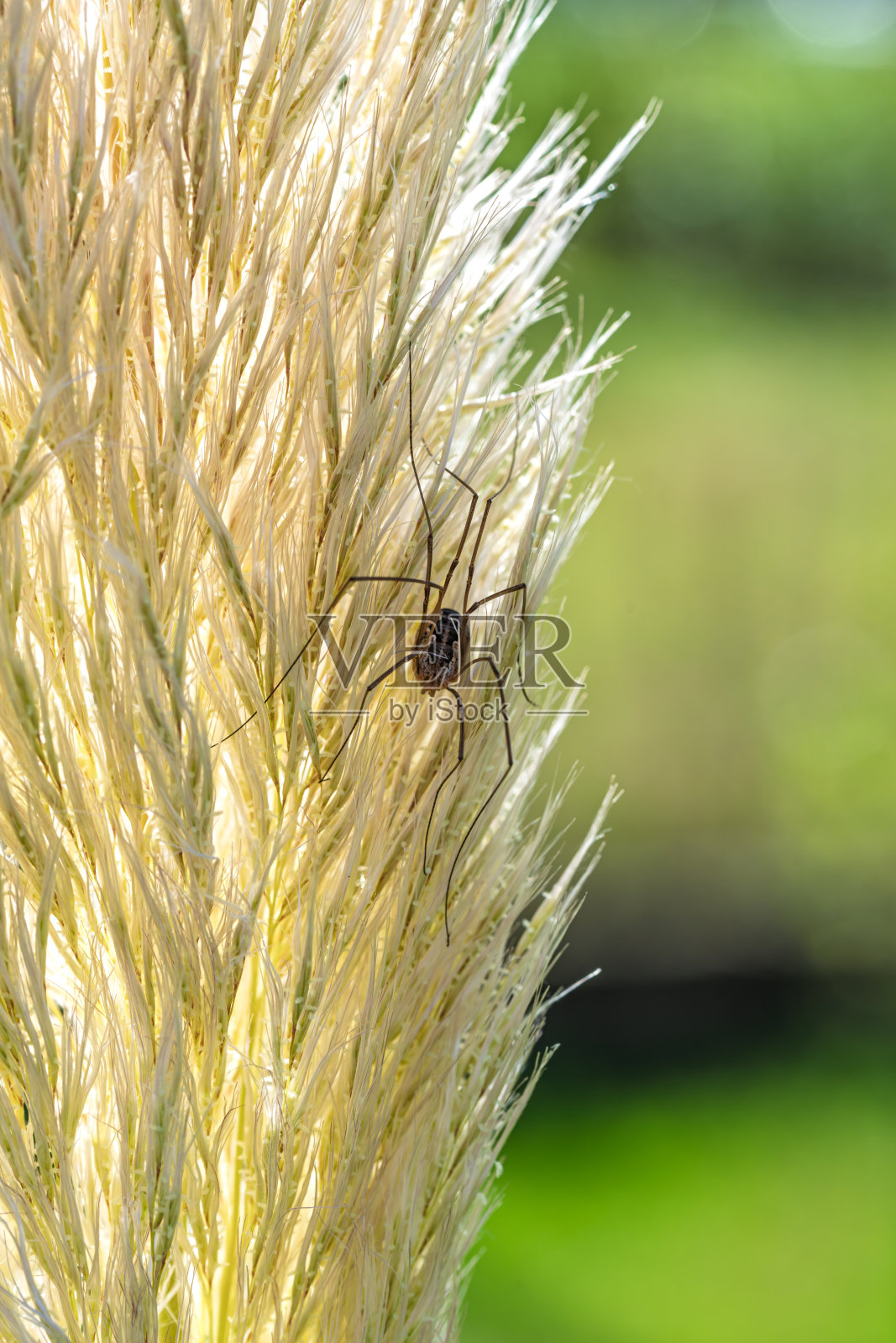 在绿色背景下的草原草上拍摄的收获者（Opiliones）蛛形纲宏观特写照片摄影图片