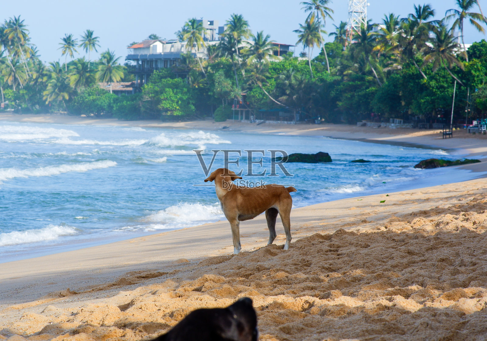 棕色狗站在斯里兰卡米里萨海滩的海岸边。照片摄影图片